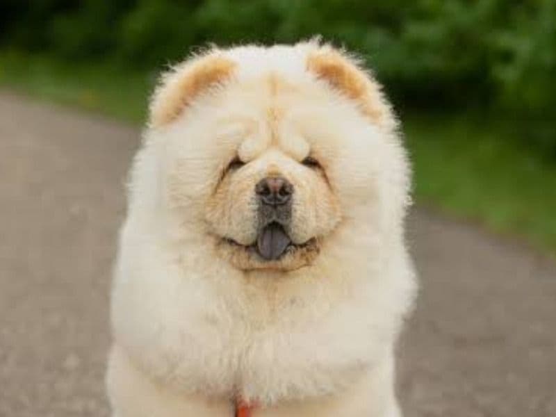 Baloo primary photo