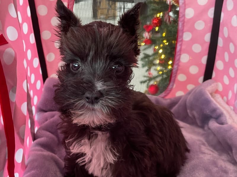 Miniature Schnauzer 3 months old female small named Dolly for sale in Hollywood, Florida | Petmeetly