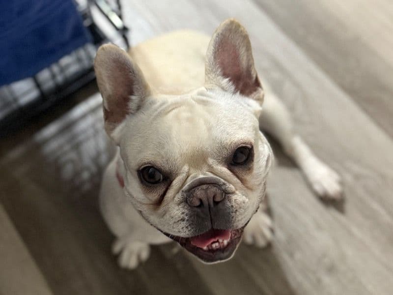 Lola primary photo
