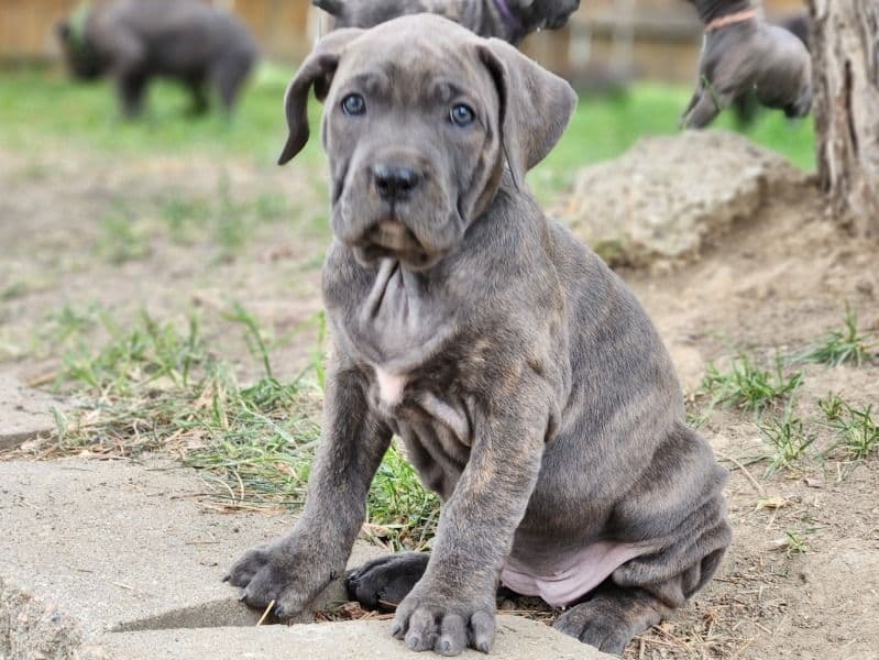 Cane Corso 3 months old female large named Kira for sale in Baldwin County, Alabama | Petmeetly