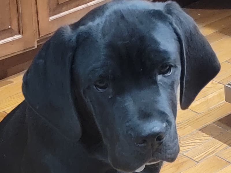 Cane Corso 5 months old male medium named Charlie for sale in Sheboygan County, Wisconsin | Petmeetly