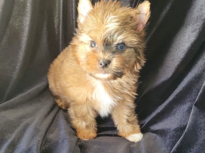 Yorkshire Terrier 3 months old male small named Danny for sale in Hays County, Texas | Petmeetly