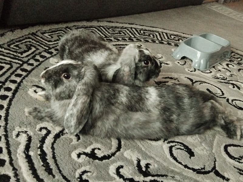 Oreo And Thumper primary photo