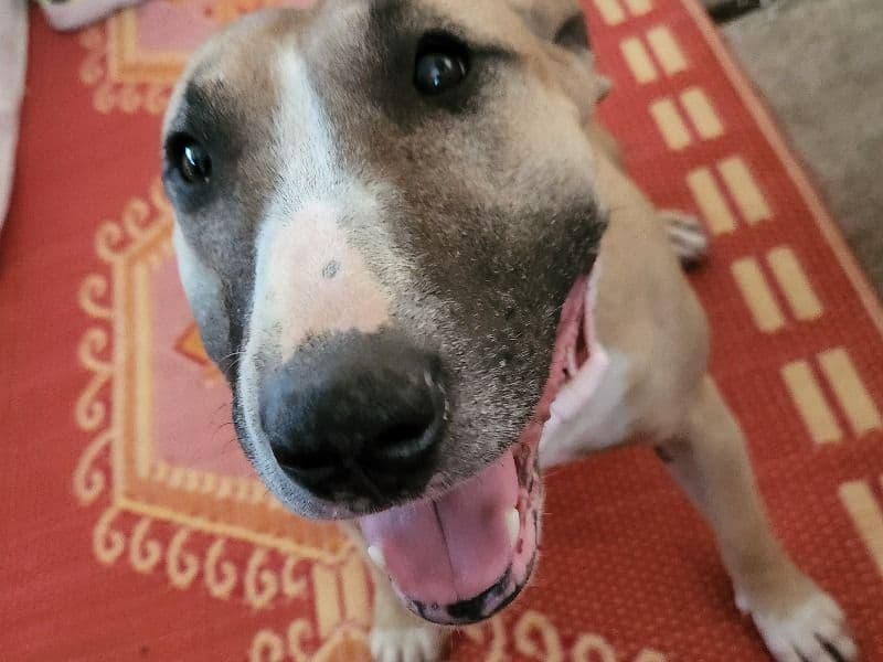 Harley primary photo