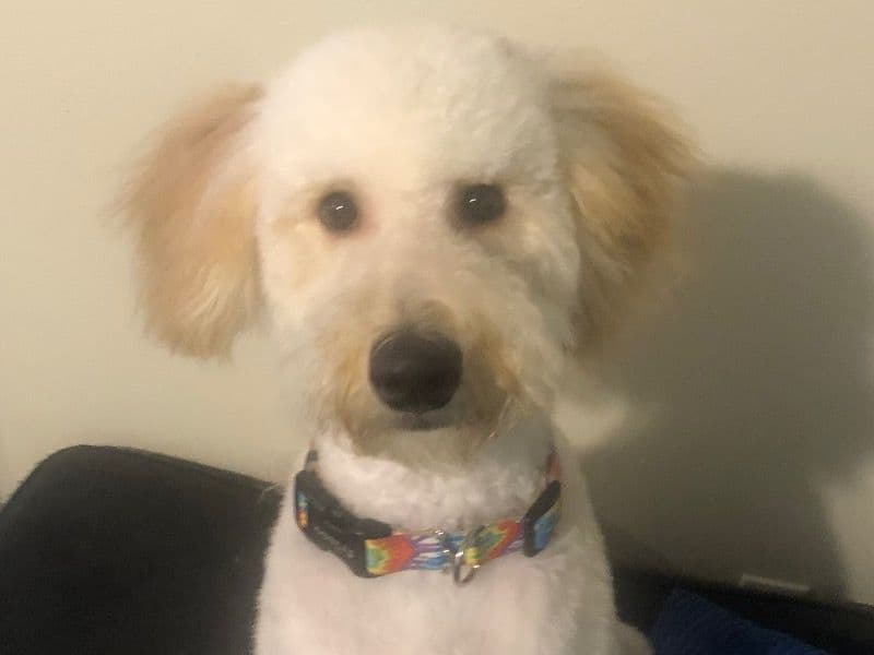 Milo primary photo