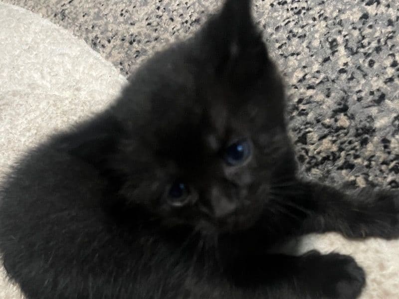 Kitty primary photo