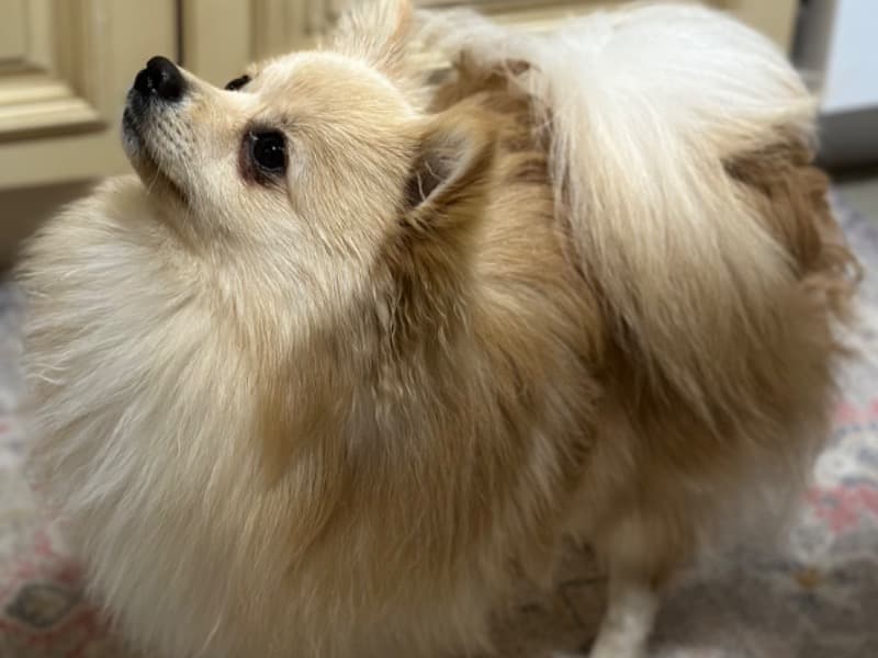 Teddy primary photo
