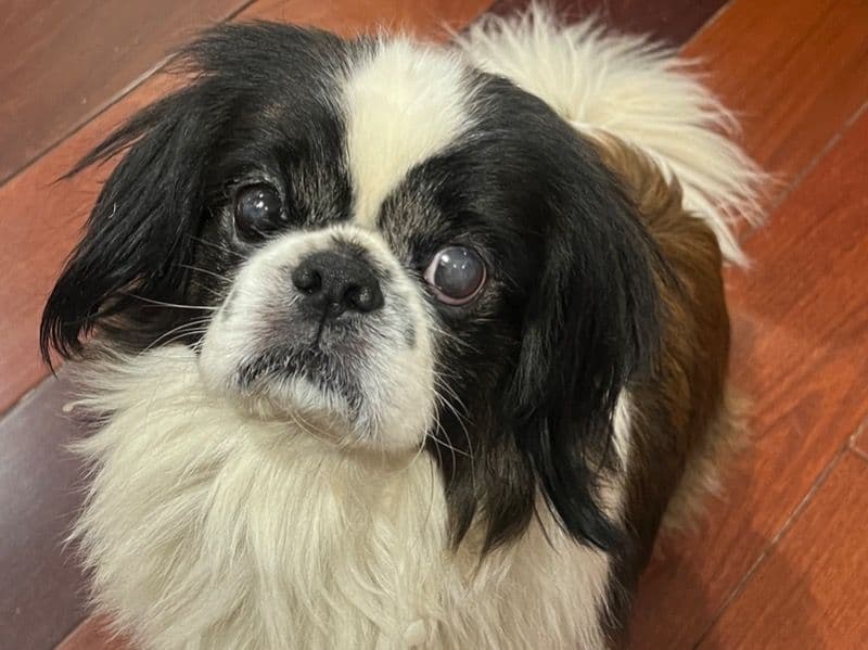 Oreo primary photo