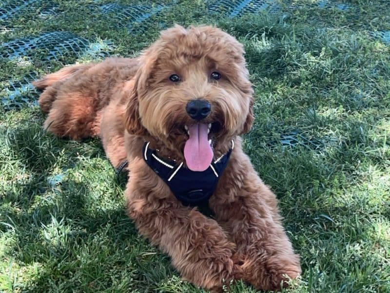 Teddy primary photo