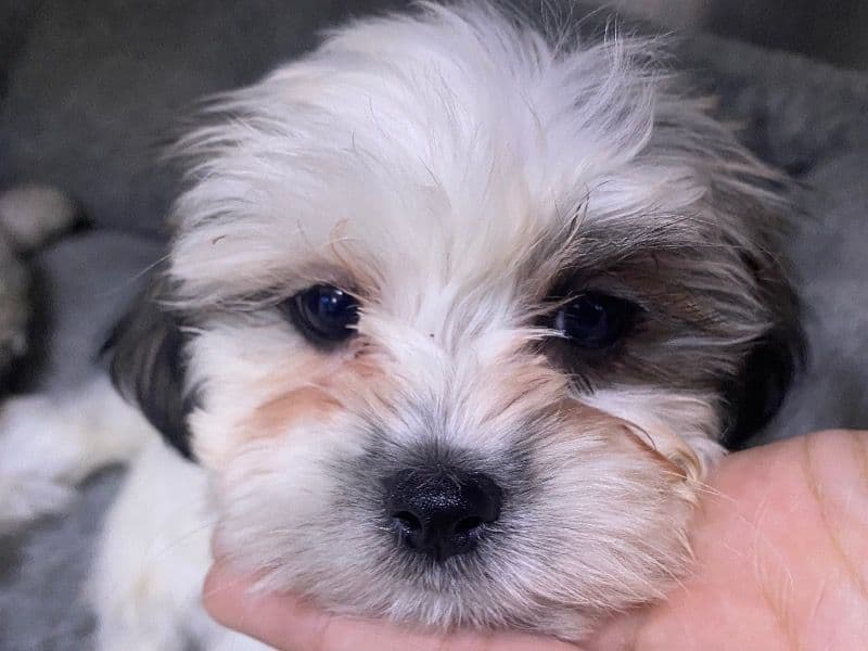 Shih Tzu 2 months old female small named Lady for adoption in Queens County, New York | Petmeetly