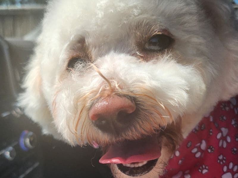 Penny primary photo