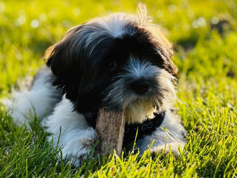 Oreo primary photo