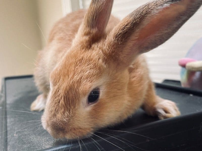 Mocha primary photo