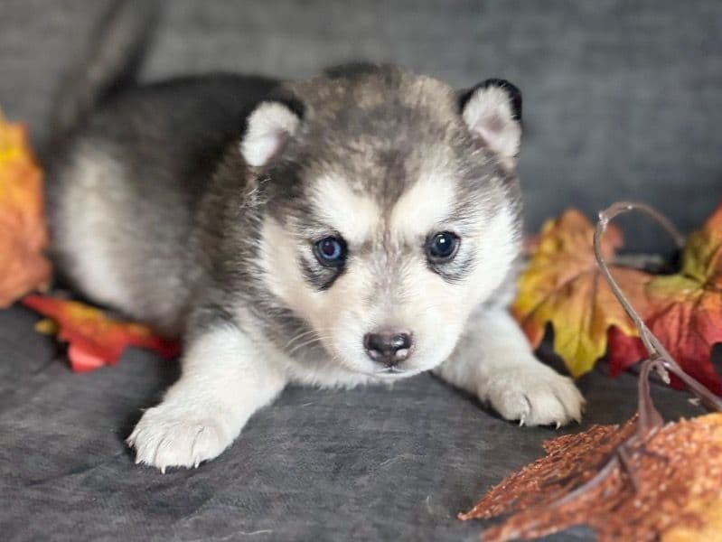 Pomsky 2 months old female small named Sophie for sale | Petmeetly