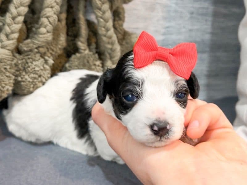 Yorkiepoo primary photo