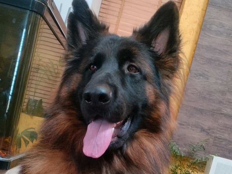 Simba primary photo