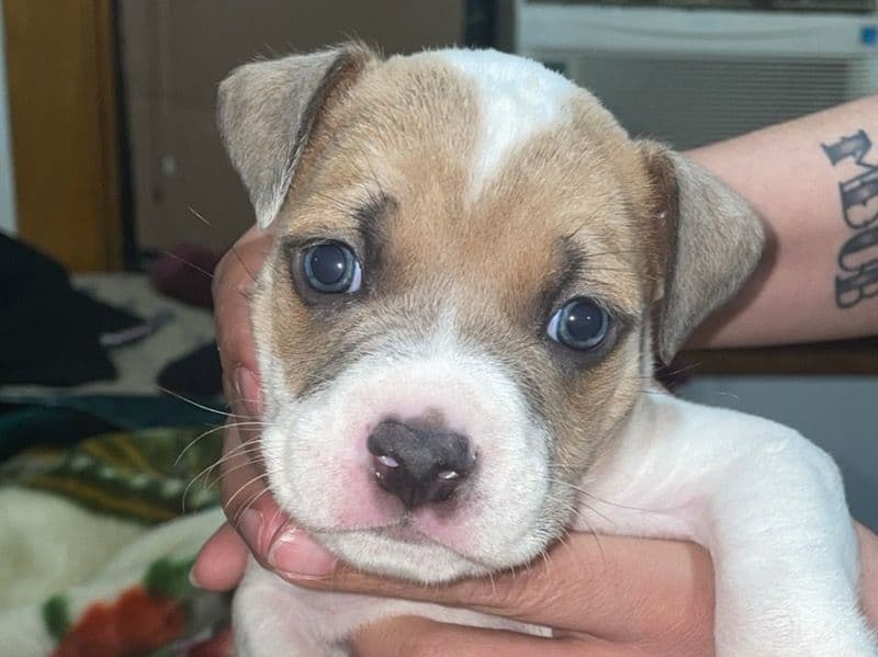 Thor primary photo