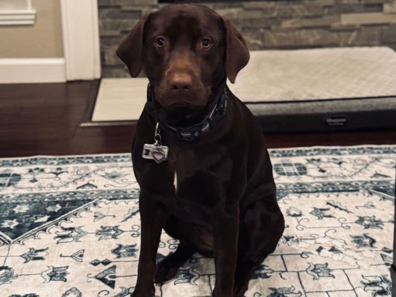 Gigi primary photo