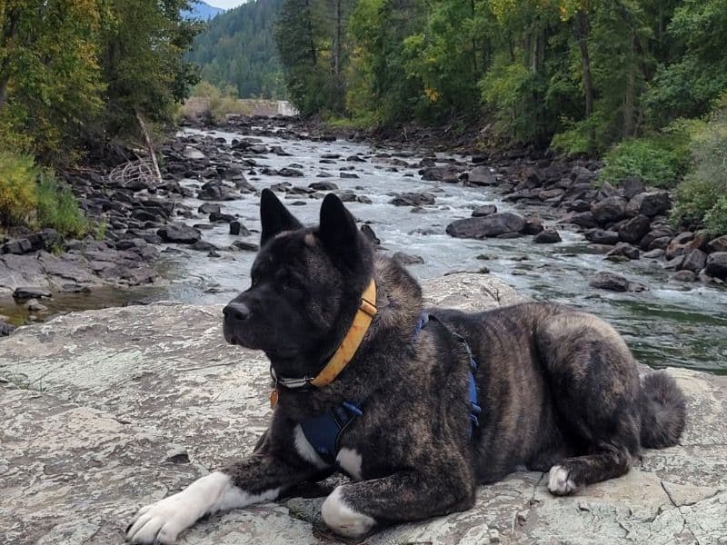 Akita 9 years 6 months old male extra large named Fenrir for breeding in Flathead County, Montana | Petmeetly