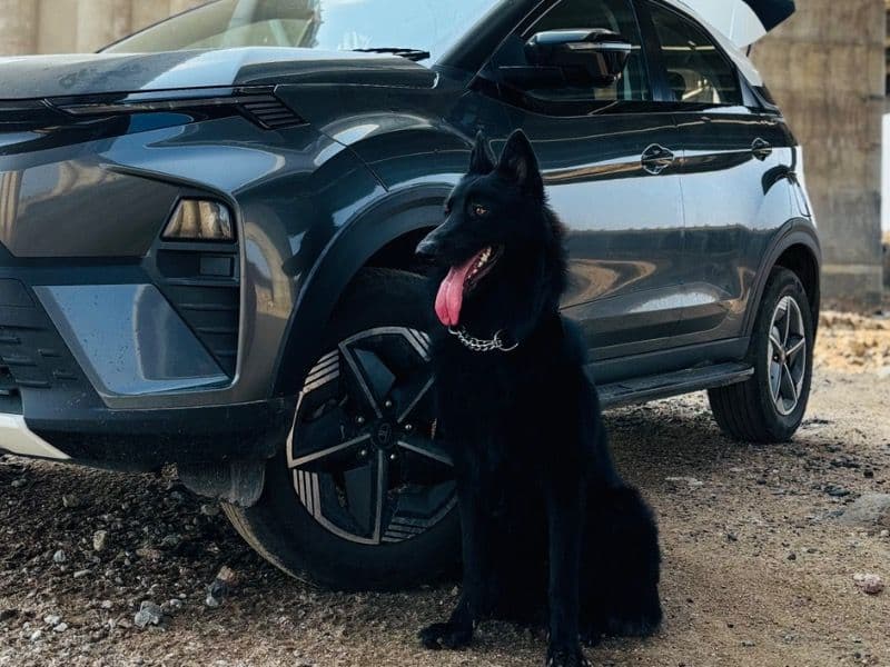Black German Shepherd 2 years 10 months old male large named Charlie for breeding in Hyderabad, Telangana | Petmeetly
