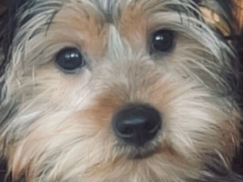 Yorkshire Terrier 1 year 2 months old male small named Marlo for breeding in West Sussex, England | Petmeetly