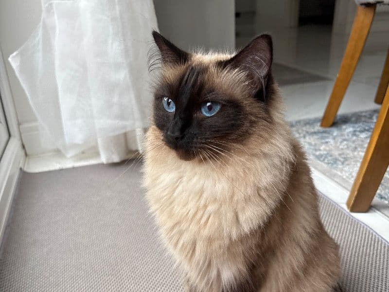 Ragdoll 2 years 2 months old female named Minnie for breeding in Greater Manchester, England | Petmeetly