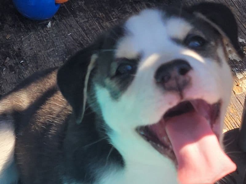 Siberian Husky 5 months old male small named Puppies for sale in Rocky View County, Alberta | Petmeetly