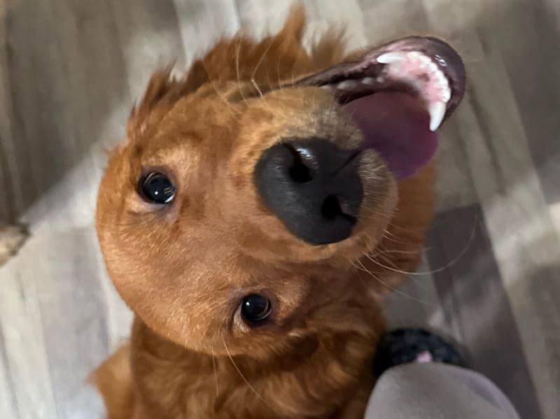 Tucker primary photo