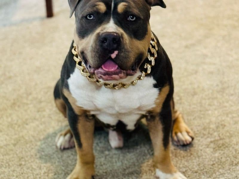 Rocky primary photo