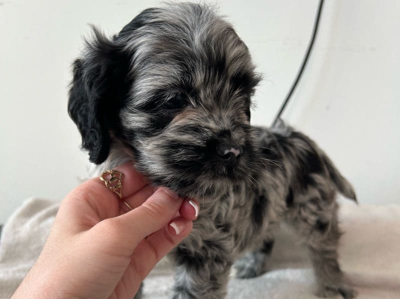 Puppy 1 primary photo