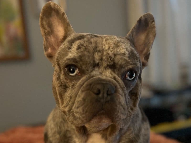 Stitch primary photo