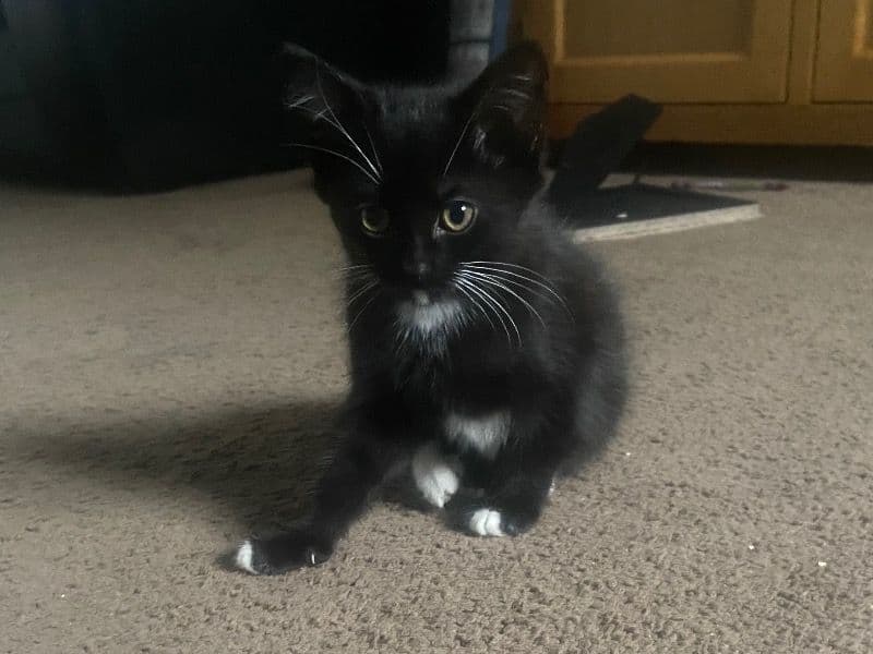 Domestic Medium Hair 2 months old female named No Name for sale in Merseyside, England | Petmeetly
