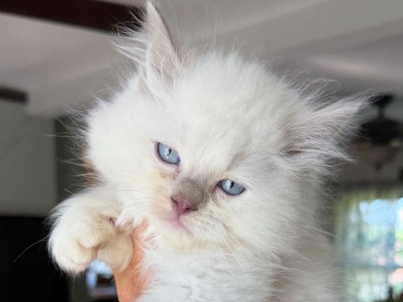 Ragdoll 8 months old male named Male Kitty!! for sale in Mecklenburg County, North Carolina | Petmeetly