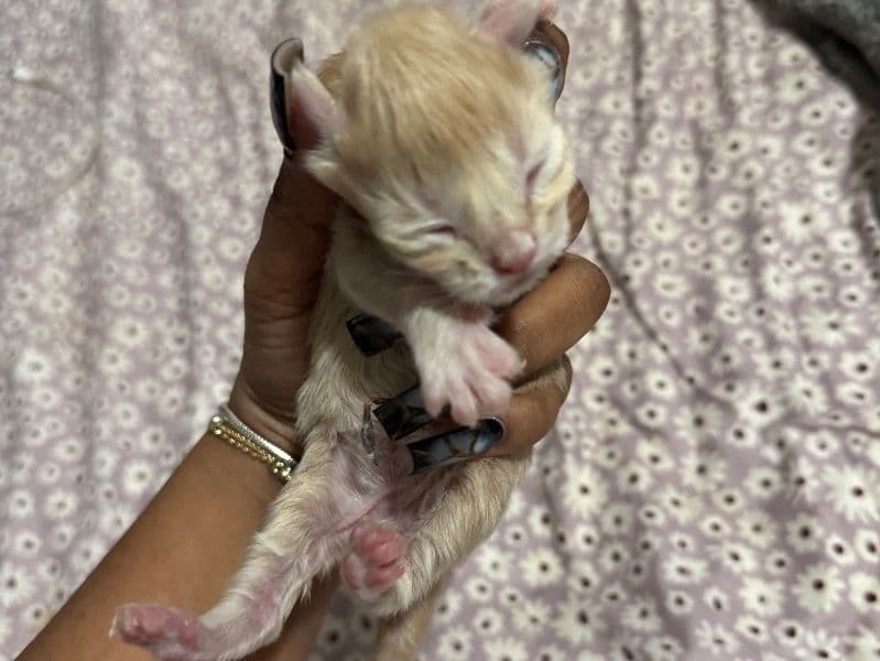 Maine Coon 1 year 11 months old male named Cole for sale in Bronx County, New York | Petmeetly