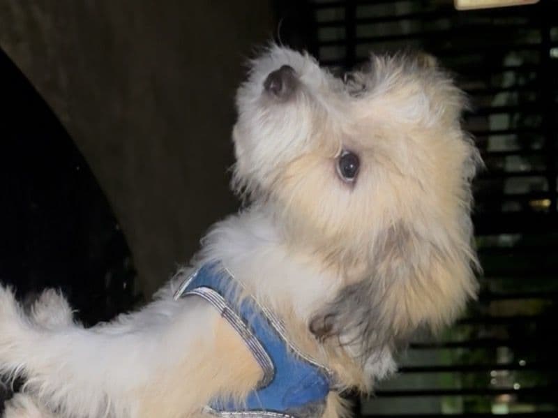 Poppy primary photo