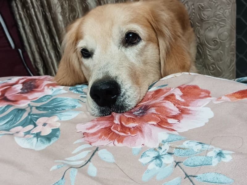 Golden Retriever 6 years old male large named Bruno for breeding in Meerut Division, Uttar Pradesh | Petmeetly