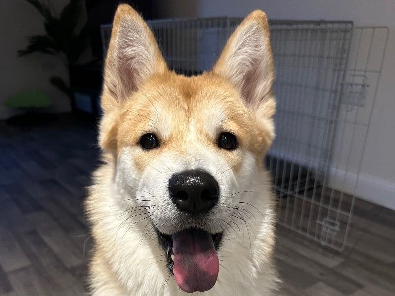 Koa primary photo