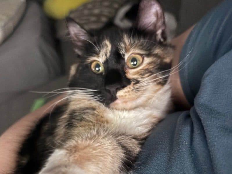 Maine Coon 9 months old female named Honey for breeding in Naugatuck Valley Planning Region, Connecticut | Petmeetly