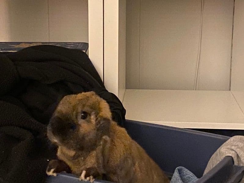 French Lop 2 years 4 months old male named Sully for adoption in Metro Vancouver, British Columbia | Petmeetly