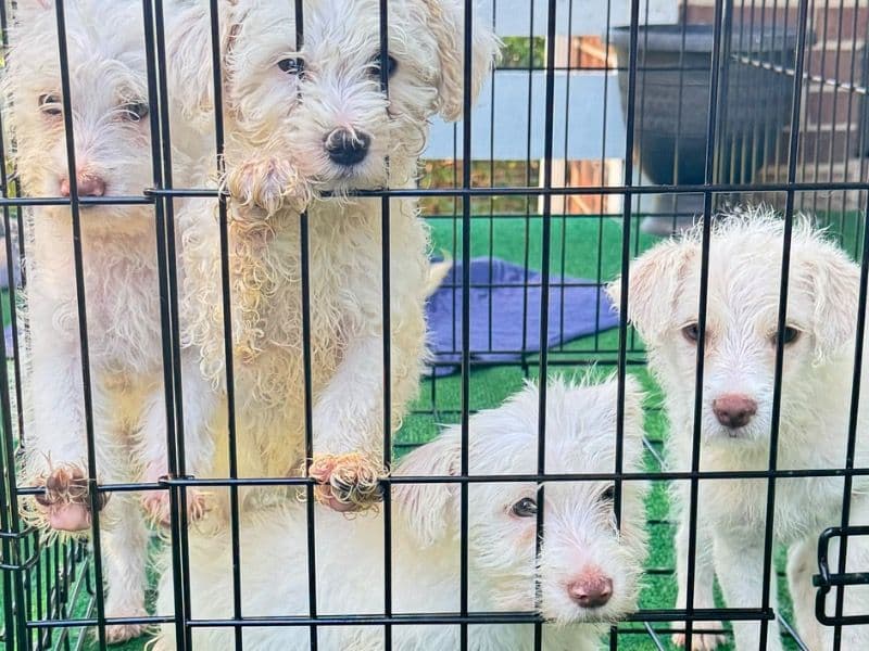 5 Pets primary photo
