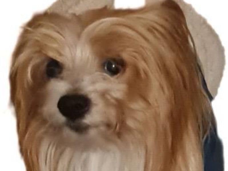 Yorkshire Terrier 10 years 2 months old male small named Nino for breeding in Greater London, England | Petmeetly