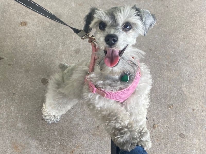 Pepper primary photo