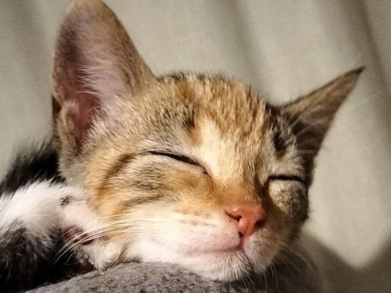Female Kitten primary photo