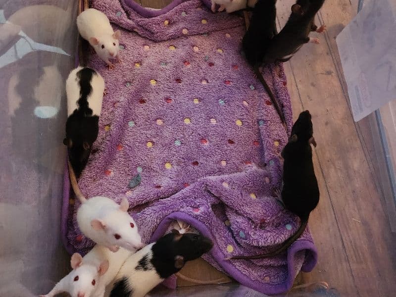 10 Female Rats primary photo