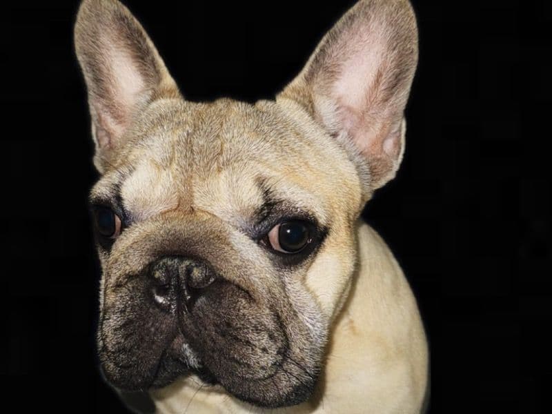 Zeus primary photo