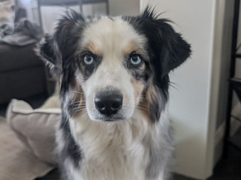 Sadie primary photo