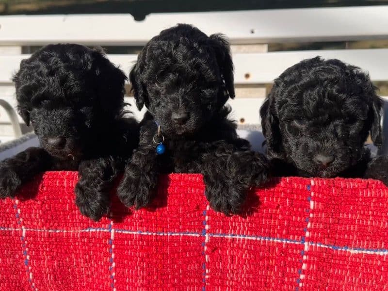 Poodle Puppies primary photo