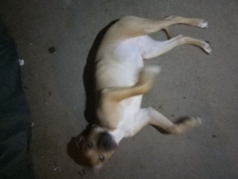 Black Mouth Cur 1 year old male medium named Paws for sale in Delaware County, Oklahoma | Petmeetly