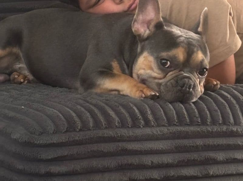 Toby primary photo