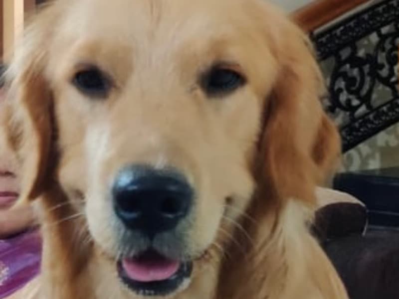 Golden Retriever 4 years 3 months old male large named Bailey for breeding in South Chotanagpur Division, Jharkhand | Petmeetly